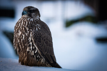 Falco rusticolus, Gyrfalcon, falcon