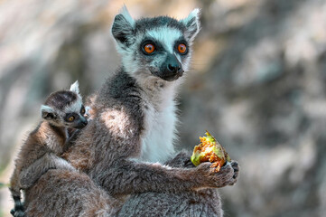 Ring Tailed Lemur kata with baby, Madagascar nature