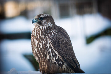 Falco rusticolus, Gyrfalcon, falcon