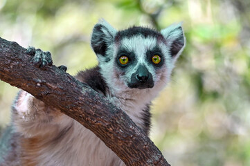 Ring Tailed Lemur kata, Madagascar nature