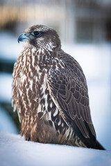 Falco rusticolus, Gyrfalcon, falcon