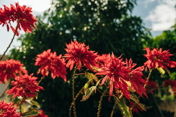 Poinsettia flower Beautiful wild flowers.
