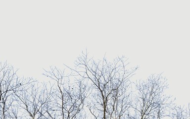 Fototapeta na wymiar dry branches and gray background