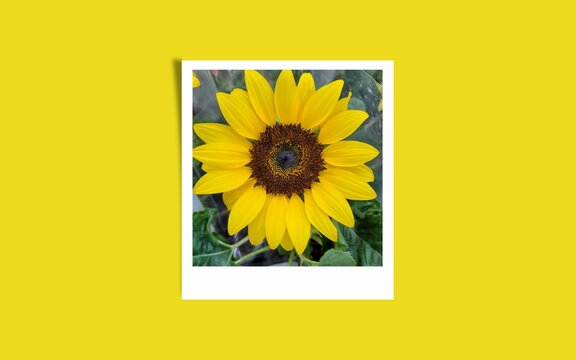 white frame with sunflower photo and yellow background