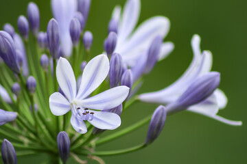 Schmucklilien © Kristin