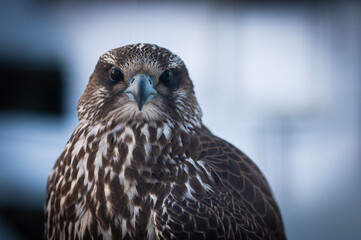 Falco rusticolus, Gyrfalcon, falcon