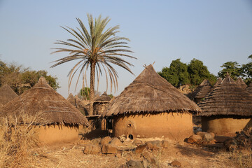 Bedik village in Kedougou, Senegal, Africa. Big palm tree, beautiful Senegalese nature, African landscape, scenery. Tribal houses, home. Village of Bedik tribe. Rural life in Kedougou, Senegal, Africa
