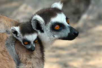 Ring Tailed Lemur kata with baby, Madagascar nature