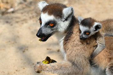 Obraz premium Ring Tailed Lemur kata with baby, Madagascar nature. 