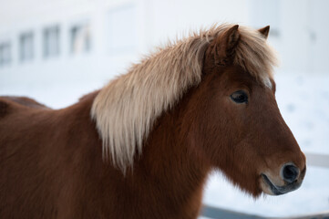 Icelandic Horse winter