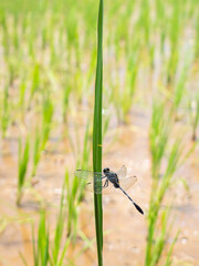 the life of a dragonfly in nature