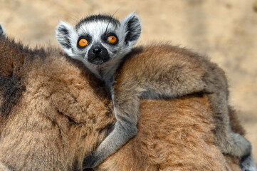 Ring Tailed Lemur kata with baby, Madagascar nature. 