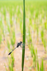 the life of a dragonfly in nature