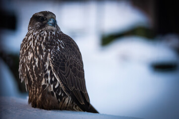 Falco rusticolus, Gyrfalcon, falcon
