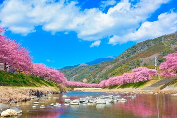 Kawazu Cherry Blossoms in full Bloom - obrazy, fototapety, plakaty