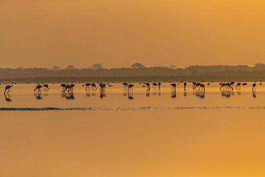 Flamingos having food in golden hour © YK