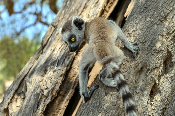 Ring Tailed Lemur kata - young, baby, Madagascar nature