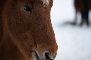 Icelandic Horse winter
