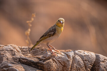 Lesser Masked Weaver (Ploceus intermedius); female perched on stone, northern Namibia