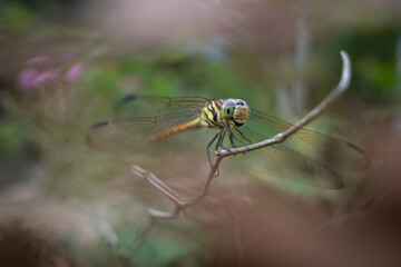 the life of a dragonfly in nature