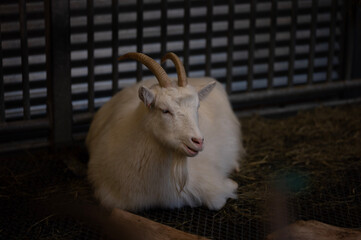 goat on the farm