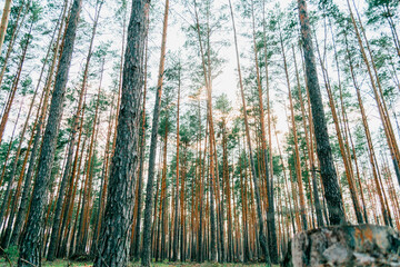 Pine forest on a sunny summer evening. In the rays of the setting sun