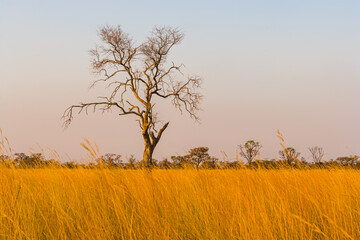 Arid savanna landscape with dry grass and trees in Namibia's Caprivistrip, Namibia