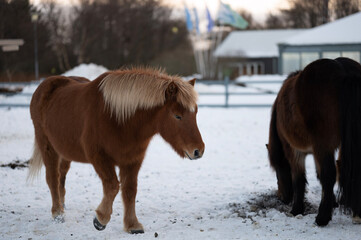 Icelandic Horse winter