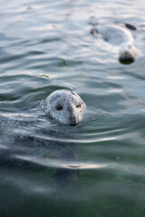 seal in the water