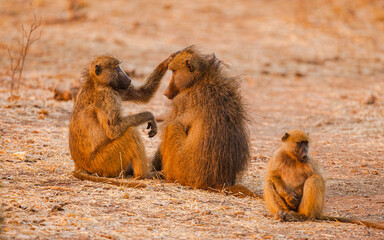 Chacma baboons (Papio ursinus) grooming in the early morning sun just after sunrise