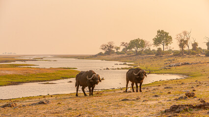 Fototapeta na wymiar Two Cape buffalo (Syncerus caffer) bulls in a landscape at sunrise with the Chobe river in the background, Botswana