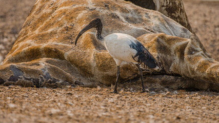 African sacred ibis (Threskiornis aethiopicus) scavenging on the remains of a dead Giraffe

