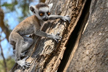 Ring Tailed Lemur kata - young, baby, Madagascar nature
