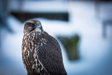Falco rusticolus, Gyrfalcon, falcon