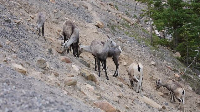 Small herd of Stone Sheep (Ovis dalli stonei) licking minerals on a barren mountain slope in northern British Columbia, Canada