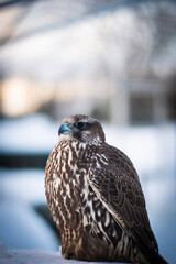 Falco rusticolus, Gyrfalcon, falcon