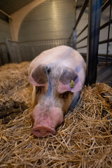 pigs in a farm
