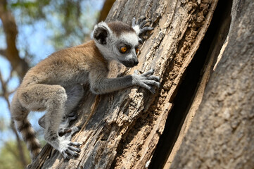 Ring Tailed Lemur kata - young, baby, Madagascar nature