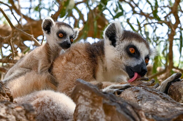 Ring Tailed Lemur kata with baby, Madagascar nature
