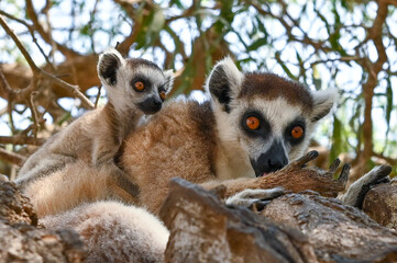 Ring Tailed Lemur kata with baby, Madagascar nature