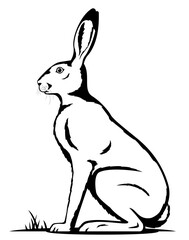 One big adult hare sitting on the ground on side view in black and white color, isolated