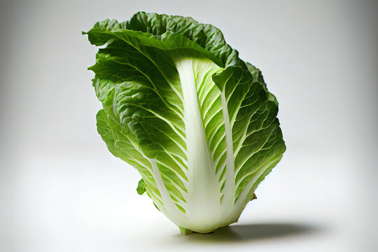 One natural Chinese Cabbage
