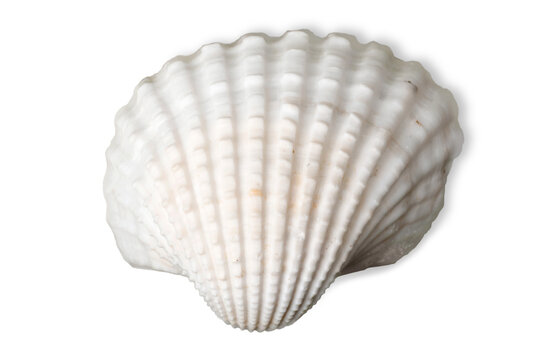 Decoration seashell or ocean mollusk