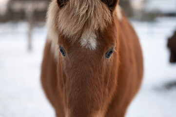 Icelandic Horse winter