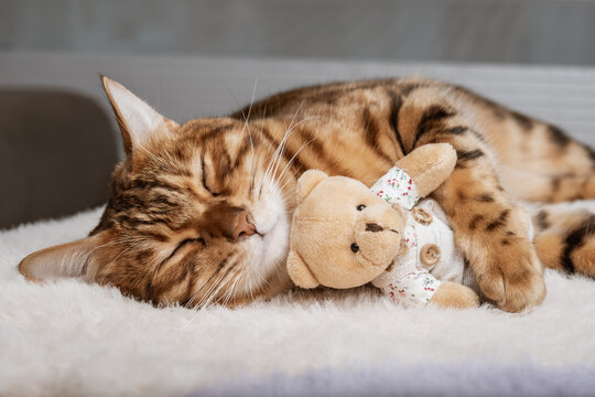 Bengal cat and soft toy sleep together. Pets. Animal care.