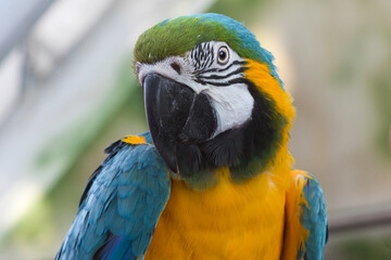 blue and yellow macaw