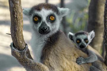 Ring Tailed Lemur kata with baby, Madagascar nature