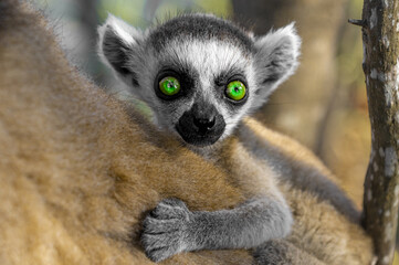 Obraz premium Ring Tailed Lemur kata - baby, Madagascar nature