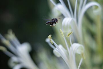 The flowers of Sansevieria are white