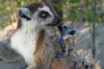 Naklejka na ściany i meble Ring Tailed Lemur kata with baby, Madagascar nature